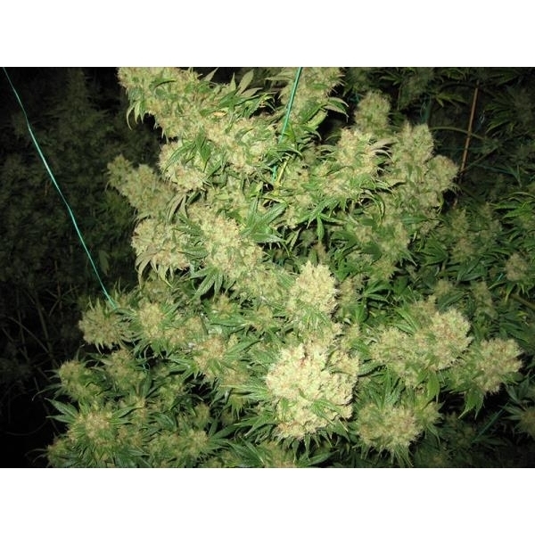 Critical Skunk (Mr. Nice) tavallinen