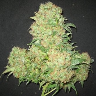 Critical Skunk (Mr. Nice) tavallinen