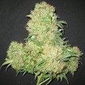 Critical Skunk (Mr. Nice) tavallinen