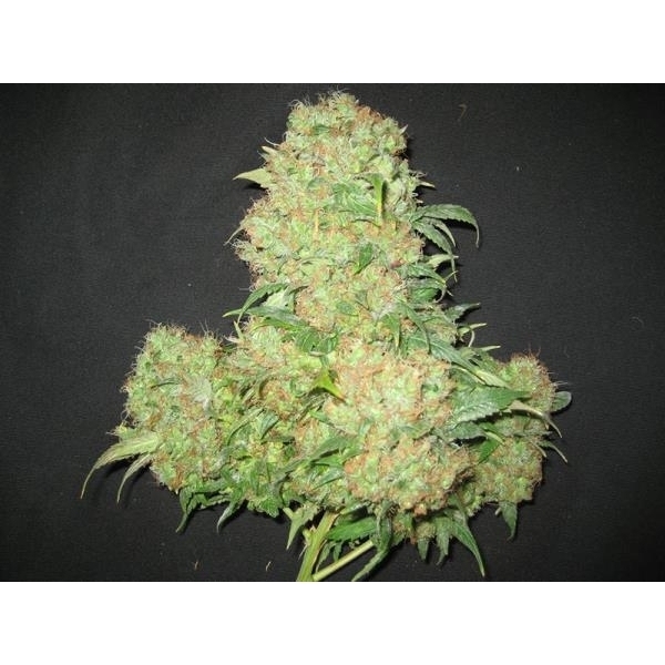 Critical Skunk (Mr. Nice) tavallinen