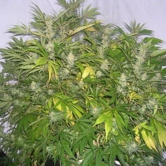 Critical Skunk (Mr. Nice) tavallinen