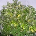 Critical Skunk (Mr. Nice) tavallinen