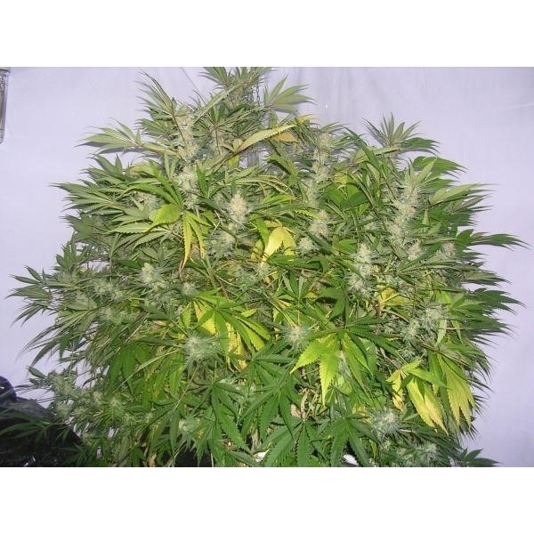 Critical Skunk (Mr. Nice) tavallinen