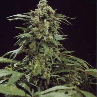 G13 x Skunk (Mr. Nice) tavallinen
