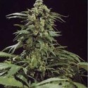 G13 x Skunk (Mr. Nice) tavallinen