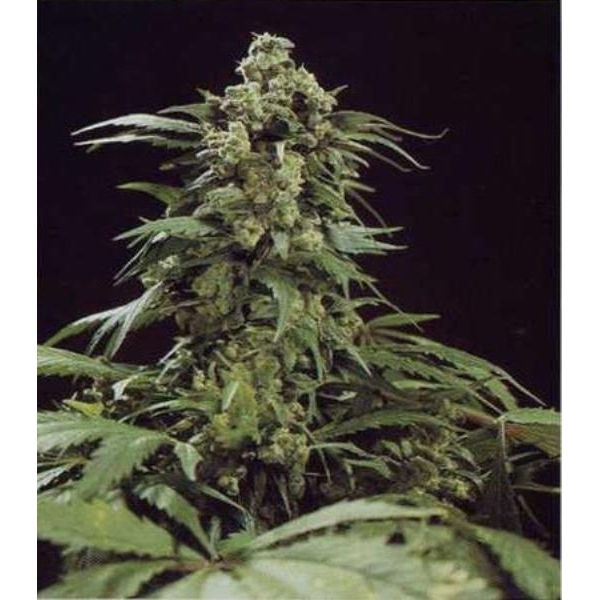 G13 x Skunk (Mr. Nice) tavallinen