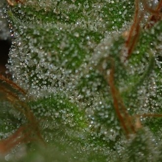 G13 x Skunk (Mr. Nice) tavallinen