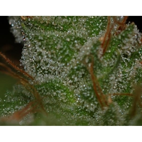 G13 x Skunk (Mr. Nice) tavallinen