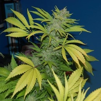 G13 x Skunk (Mr. Nice) tavallinen