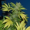 G13 x Skunk (Mr. Nice) tavallinen