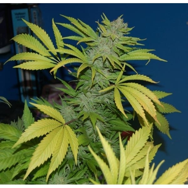G13 x Skunk (Mr. Nice) tavallinen