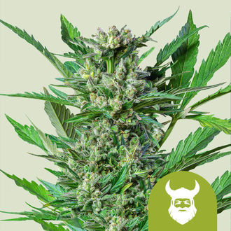 Royal Dwarf Autoflower (Royal Queen Seeds) Feminisoidut