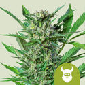 Royal Dwarf Autoflower (Royal Queen Seeds) Feminisoidut