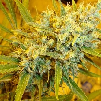 Critical Haze (Mr. Nice) tavallinen