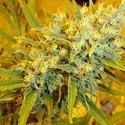 Critical Haze (Mr. Nice) tavallinen