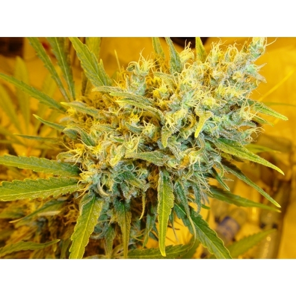 Critical Haze (Mr. Nice) tavallinen