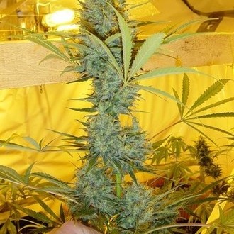 Critical Haze (Mr. Nice) tavallinen