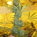 Critical Haze (Mr. Nice) tavallinen
