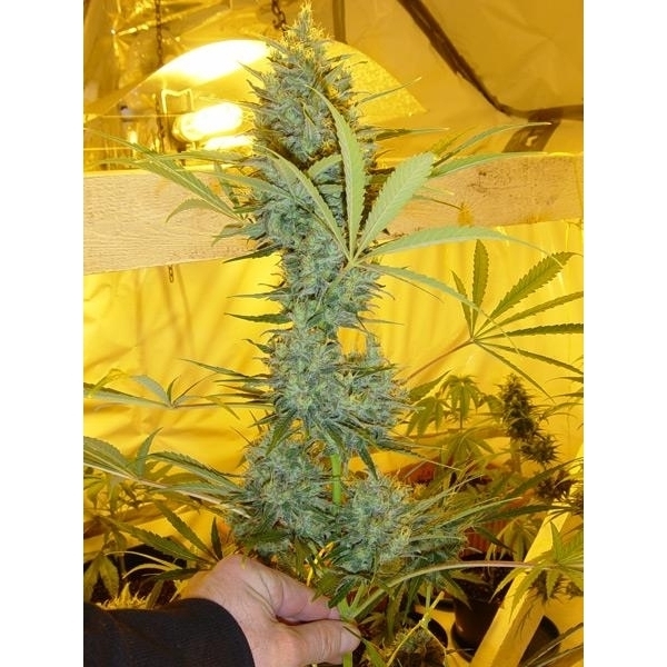 Critical Haze (Mr. Nice) tavallinen