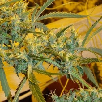 Critical Haze (Mr. Nice) tavallinen
