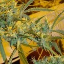Critical Haze (Mr. Nice) tavallinen
