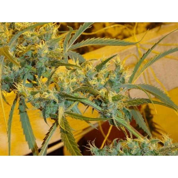 Critical Haze (Mr. Nice) tavallinen