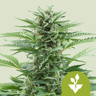 Easy Bud Automatic (Royal Queen Seeds) feminisoitu