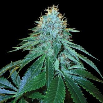 OG 18 (Reserva Privada) -feminisoidut