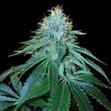 The OG 18 (DNA Genetics) Feminisoidut