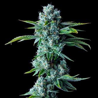 Skywalker Kush (DNA Genetics) Feminisoidut