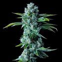 Skywalker Kush (DNA Genetics) Feminisoidut