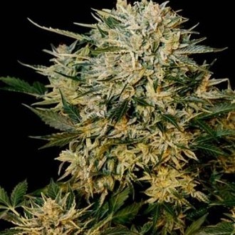 Sugar Gom (Grass-O-Matic) Feminisoidut