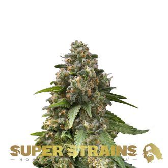 Enemy Of The State (Super Strains) Feminisoidut