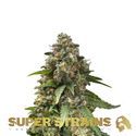 Enemy Of The State (Super Strains) Feminisoidut
