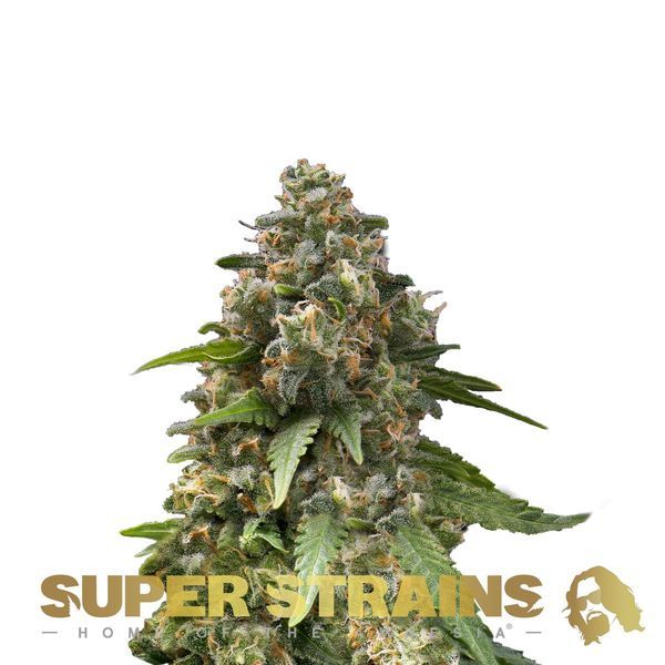 Enemy Of The State (Super Strains) Feminisoidut
