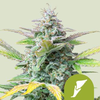 Quick One Automatic (Royal Queen Seeds) feminisoidut
