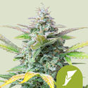 Quick One Autoflower (Royal Queen Seeds) Feminisoidut