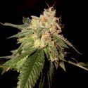 OG Kush (DNA Genetics) Feminisoidut