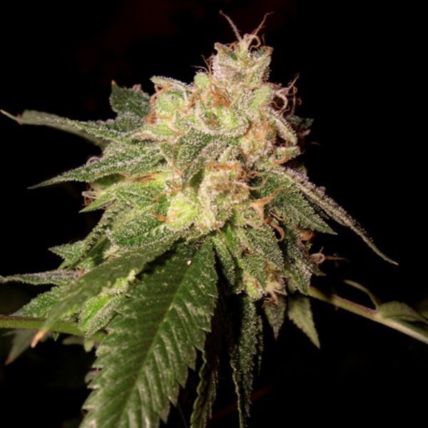 OG Kush (DNA Genetics) Feminisoidut