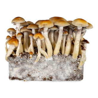 Thai-nesteviljelmäruisku (Acid Shroomz)