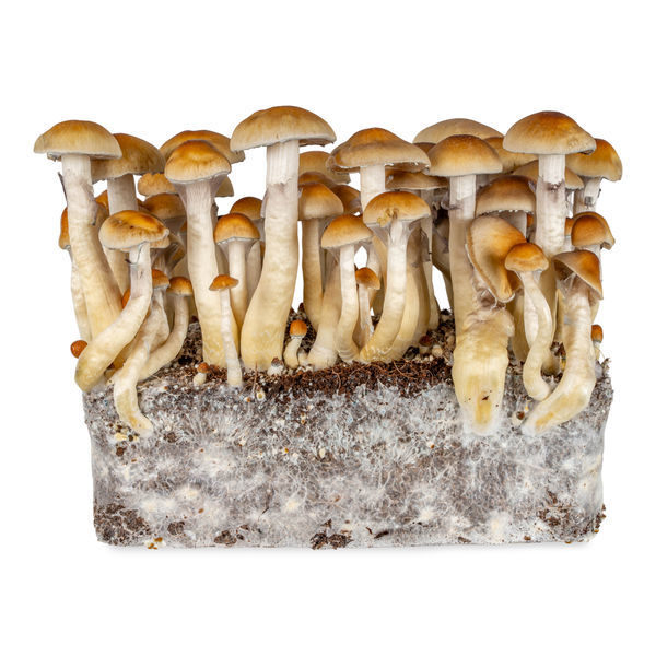 Thai-nesteviljelmäruisku (Acid Shroomz)