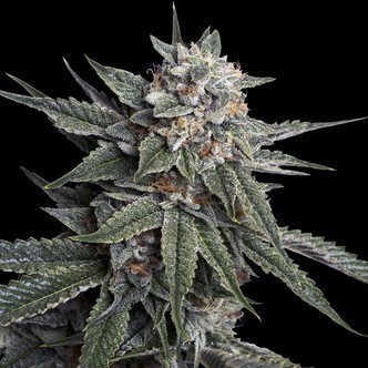 Holy Grail Kush (DNA Genetics) feminisoidut