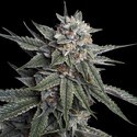 Holy Grail Kush (DNA Genetics) Feminisoidut