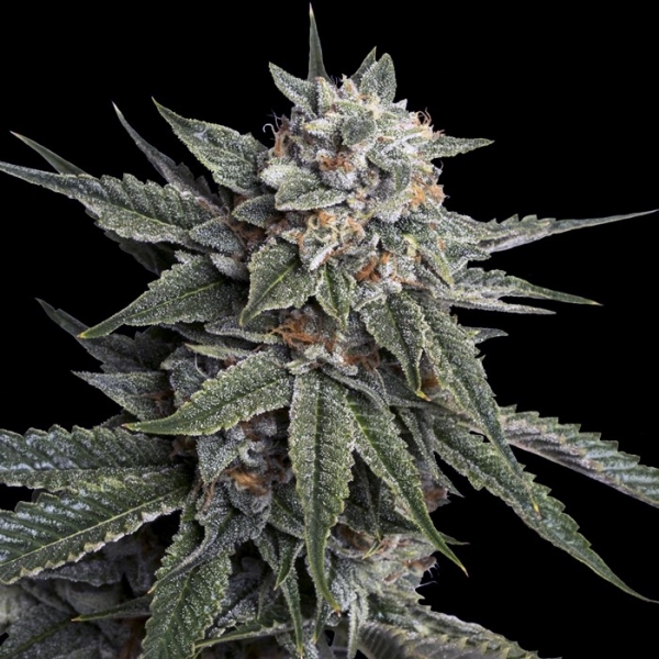 Holy Grail Kush (DNA Genetics) Feminisoidut