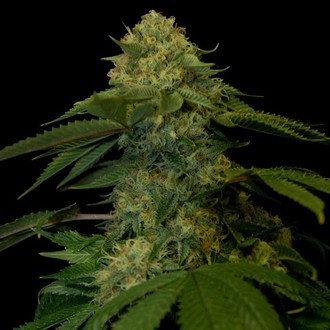 Holy Grail Kush (DNA Genetics) Feminisoidut