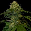 Holy Grail Kush (DNA Genetics) Feminisoidut