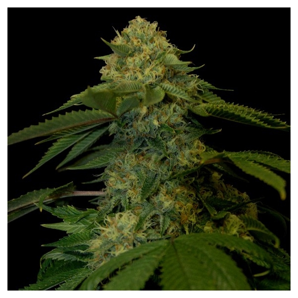 Holy Grail Kush (DNA Genetics) Feminisoidut