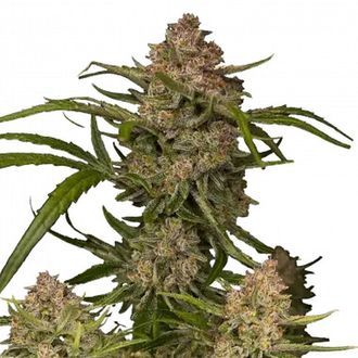 Guava Auto (FastBuds) Feminisiodut