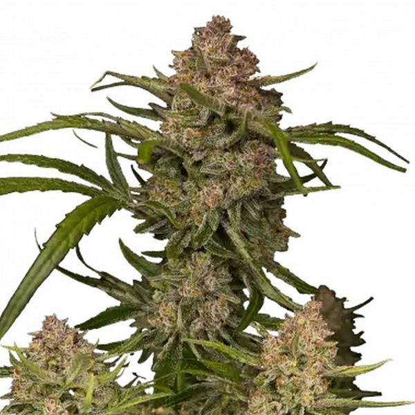 Guava Auto (FastBuds) Feminisiodut