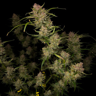 Guava Auto (FastBuds) Feminisiodut